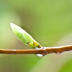 Օրգանական պրեմիում էլիքսիր